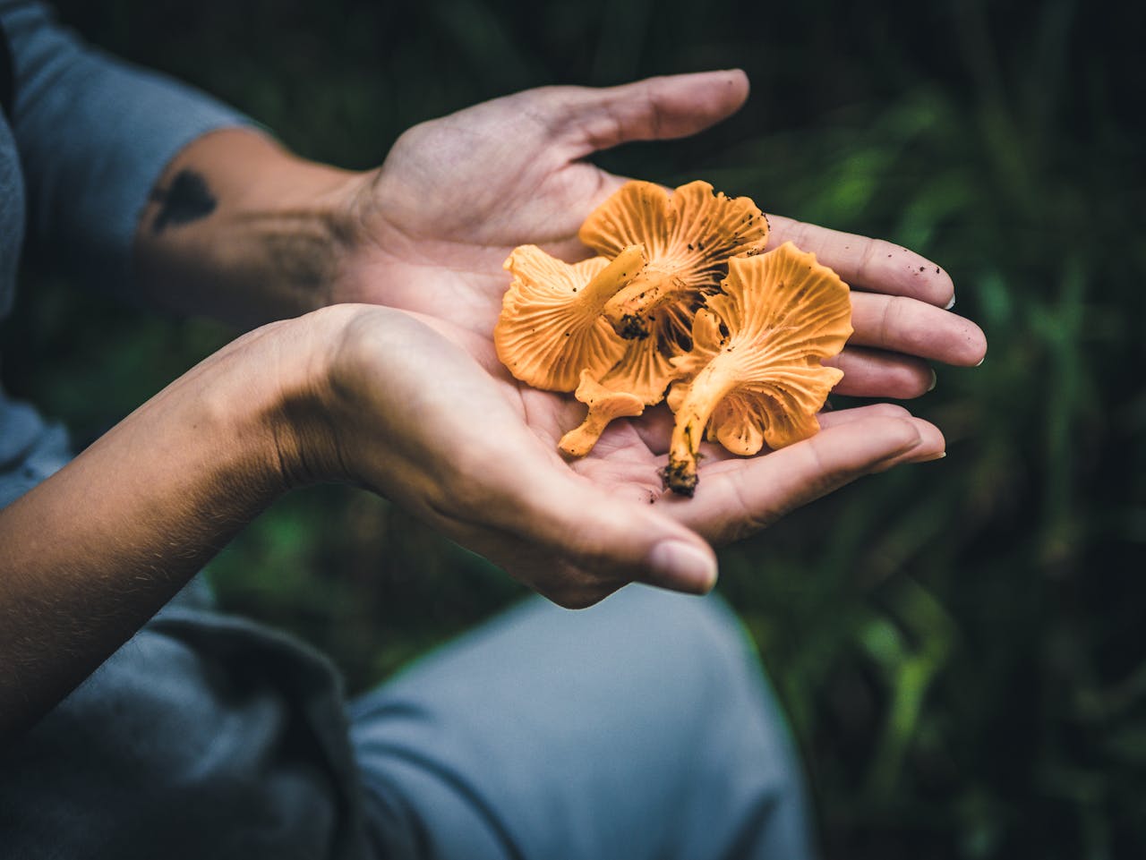 person holds mushrooms